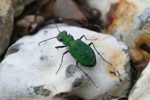 Grøn bille på sten