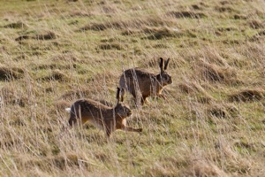 Harer løber på eng