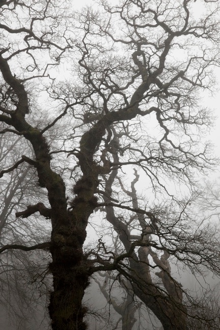 Træer i tåge